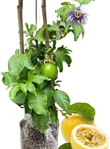 Yellow Passionfruit Plant Live Vine - 6-8 Inches Tall, Hardy, Fruit-Bearing, Outdoor - Image 6