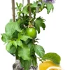 Yellow Passionfruit Plant Live Vine - 6-8 Inches Tall, Hardy, Fruit-Bearing, Outdoor - Image 1
