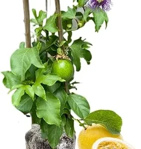 Yellow Passionfruit Plant Live Vine - 6-8 Inches Tall, Hardy, Fruit-Bearing, Outdoor - Image 1