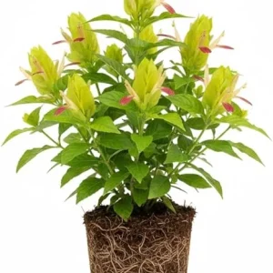 Yellow Pink Shrimp Plant Live - 5-7 Inches Tall, Easy Care Houseplant, Indoor/Outdoor Shrub - Image 2