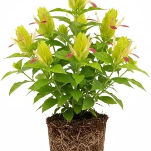 Yellow Pink Shrimp Plant Live - 5-7 Inches Tall, Easy Care Houseplant, Indoor/Outdoor Shrub - Image 5