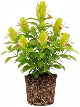 Yellow Pink Shrimp Plant Live - 5-7 Inches Tall, Easy Care Houseplant, Indoor/Outdoor Shrub - Image 7