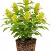 Yellow Pink Shrimp Plant Live - 5-7 Inches Tall, Easy Care Houseplant, Indoor/Outdoor Shrub - Image 1