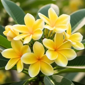 Yellow Plumeria Live Plant Cuttings - Tropical Fragrant Flowers, 2-Pack, 10-12 Inches Tall, Outdoor - Image 3