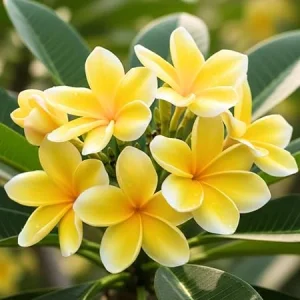 Yellow Plumeria Live Plant Cuttings - Tropical Fragrant Flowers, 2-Pack, 10-12 Inches Tall, Outdoor - Image 6