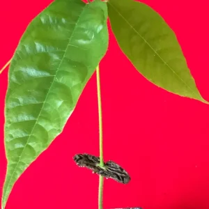 Yellow Pod Cacao Tree Live Plant 10-13
