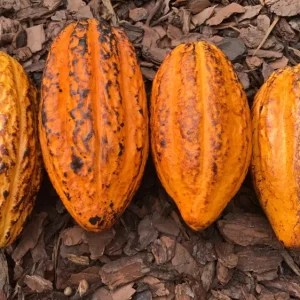 Yellow Pod Cacao Tree Live Plant 10-13
