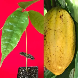 Yellow Pod Cacao Tree Live Plant 10-13