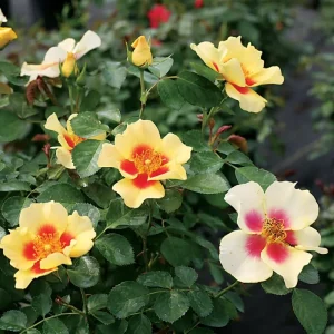 Yellow Rose Bush Live Plant - Fragrant, 6-8 Inch Tall, Year-Round Blooming - Image 4