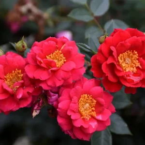 Yellow Rose Bush Live Plant - Fragrant, 6-8 Inch Tall, Year-Round Blooming - Image 1