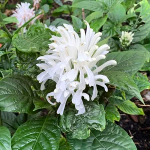 Yellow Shrimp Plant Live - 4-9" Tall Tropical Houseplant - Well-Rooted - Image 2