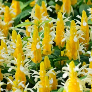 Yellow Shrimp Plant Live - 4-9