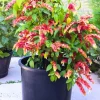 Yellow Shrimp Plant Live - 4-9" Tall Tropical Houseplant - Well-Rooted - Image 1