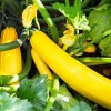 Yellow Squash Zucchini Live Plants - Set of 2, Bush Type, Outdoor Garden - Image 1