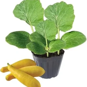 Yellow Zucchini Live Plant Seedlings – 2 Pack, 4-6 Inches Tall, Outdoor Squash - Image 2