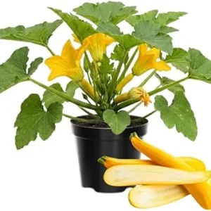 Yellow Zucchini Live Plants – 2 Count – 4-6 Inches Tall – Outdoor Vegetable - Image 3