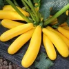 Yellow Zucchini Live Plants - 2-Pack, 4-6 Inch Potted Squash Vegetable Garden - Image 1