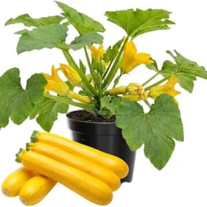 Yellow Zucchini Squash Live Plants - Set of 2, 4 Inch Pot, Vegetable Garden - Image 2