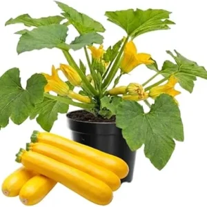 Yellow Zucchini Squash Live Plants - Set of 2, 4 Inch Pot, Vegetable Garden - Image 7