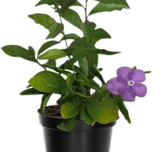 Yesterday Today and Tomorrow Plant Live - Brunfelsia Shrub, 5-7 inch Tall Seedling - Image 5