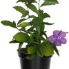 Yesterday Today and Tomorrow Plant Live - Brunfelsia Shrub, 5-7 inch Tall Seedling - Image 1
