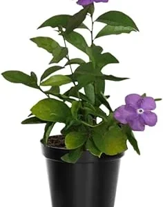 Yesterday Today and Tomorrow Plant Live - Brunfelsia Shrub, 5-7 inch Tall Seedling - Image 6