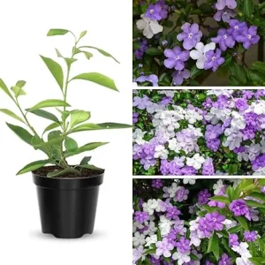 Yesterday Today & Tomorrow Live Plant 2-Pack, Brunfelsia, 5-7 Inches Tall Seedling - Image 2
