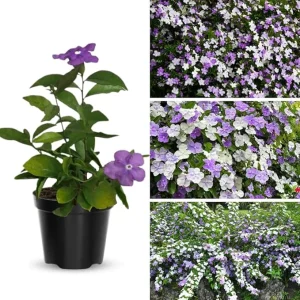 Yesterday Today & Tomorrow Plant Live, 5-8 inch Seedling, Well-Rooted Brunfelsia - Image 6