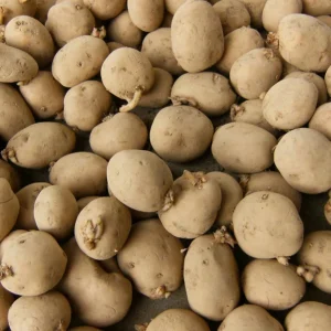 Yukon Gold Seed Potatoes - Certified, Non-GMO Heirloom Tuber - 1-10 lbs - Image 2