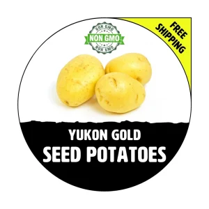 Yukon Gold Seed Potatoes - Certified, Non-GMO Heirloom Tuber - 1-10 lbs - Image 1