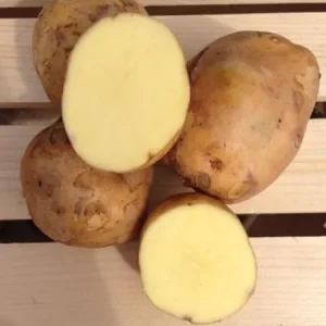 Yukon Potato Seeds for Planting Outdoors - 60 Seeds True Potato Seeds - Image 3
