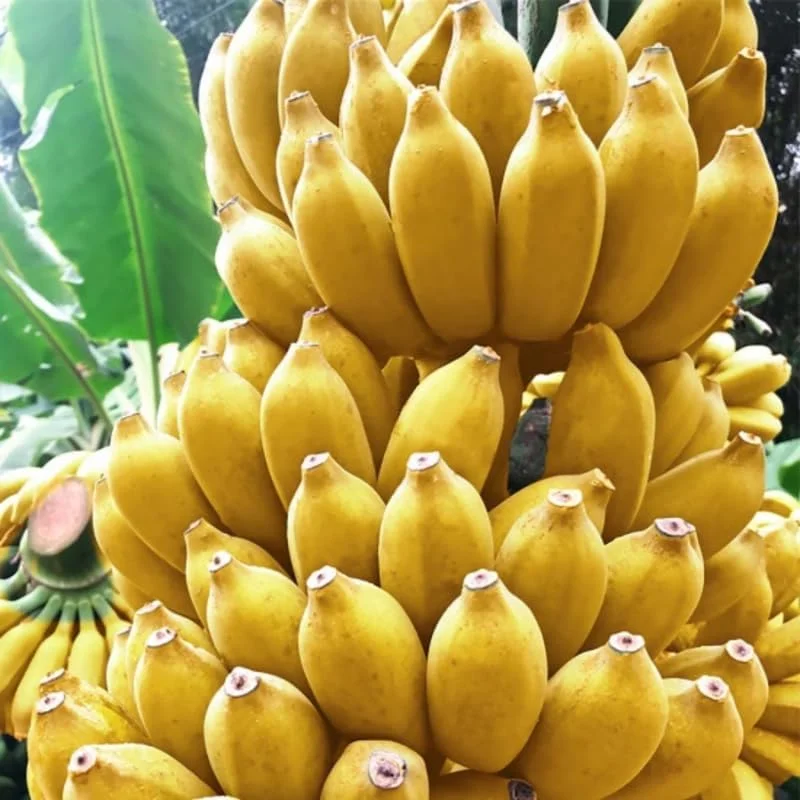 Zebrina Banana Live Plant - Cold Hardy Musa, 4-7" Tall for Indoor/Outdoor - Image 10