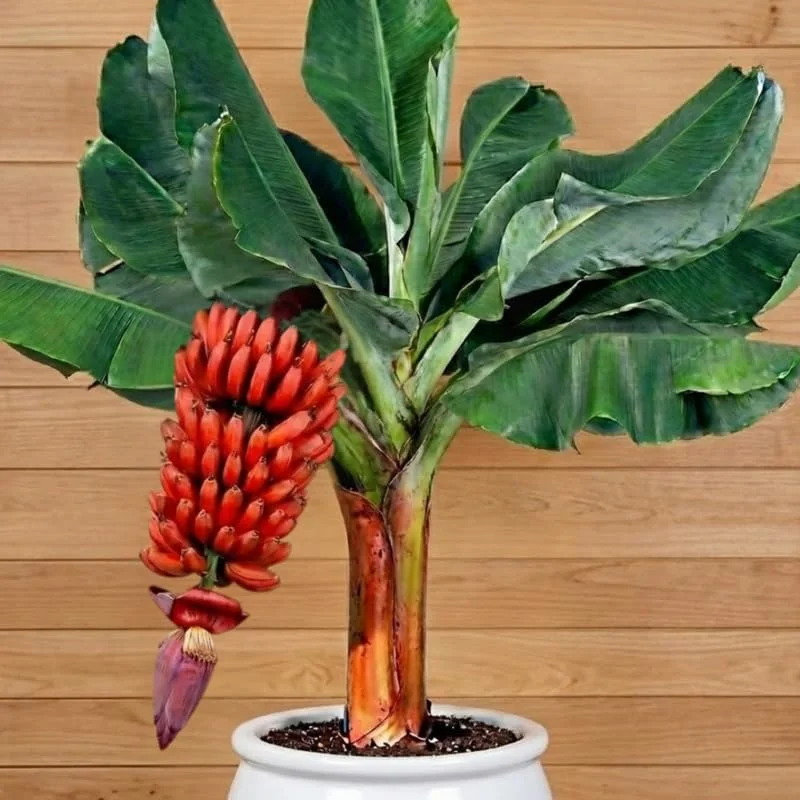 Zebrina Banana Live Plant - Cold Hardy Musa, 4-7" Tall for Indoor/Outdoor - Image 14