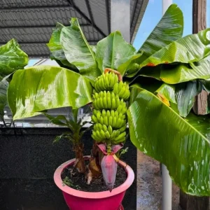 Zebrina Banana Live Plant - Cold Hardy Musa, 4-7