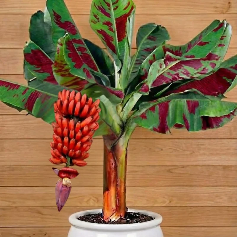 Zebrina Banana Live Plant - Cold Hardy Musa, 4-7" Tall for Indoor/Outdoor - Image 3