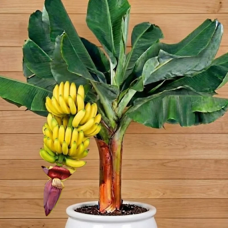 Zebrina Banana Live Plant - Cold Hardy Musa, 4-7" Tall for Indoor/Outdoor - Image 4