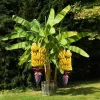 Zebrina Banana Live Plant - Cold Hardy Musa, 4-7" Tall for Indoor/Outdoor - Image 1