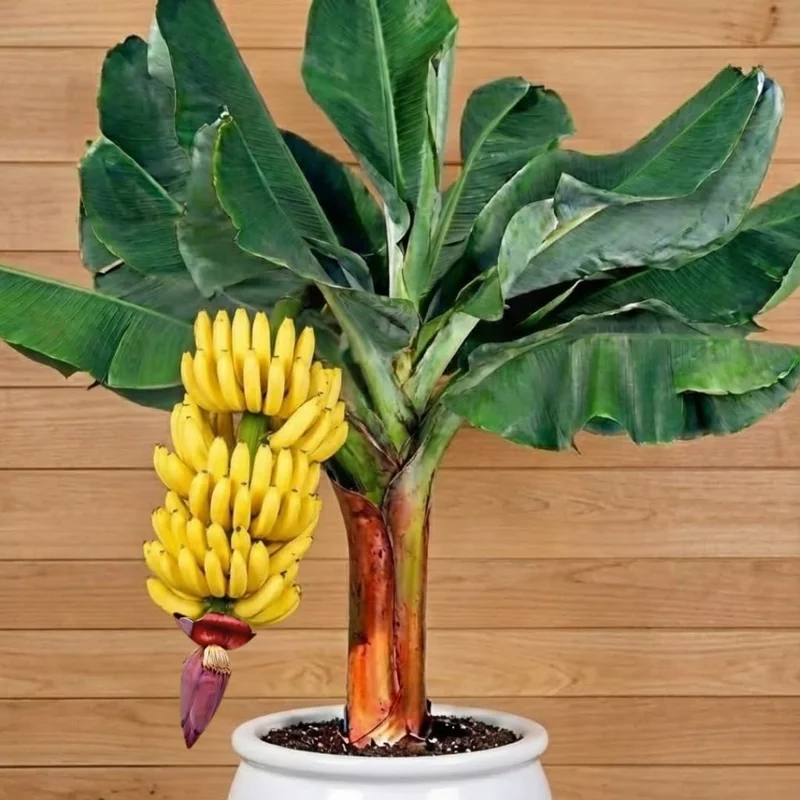 Zebrina Banana Live Plant - Cold Hardy Musa, 4-7" Tall for Indoor/Outdoor - Image 5