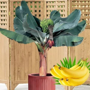 Zebrina Banana Live Plant - Cold Hardy Musa, 4-7