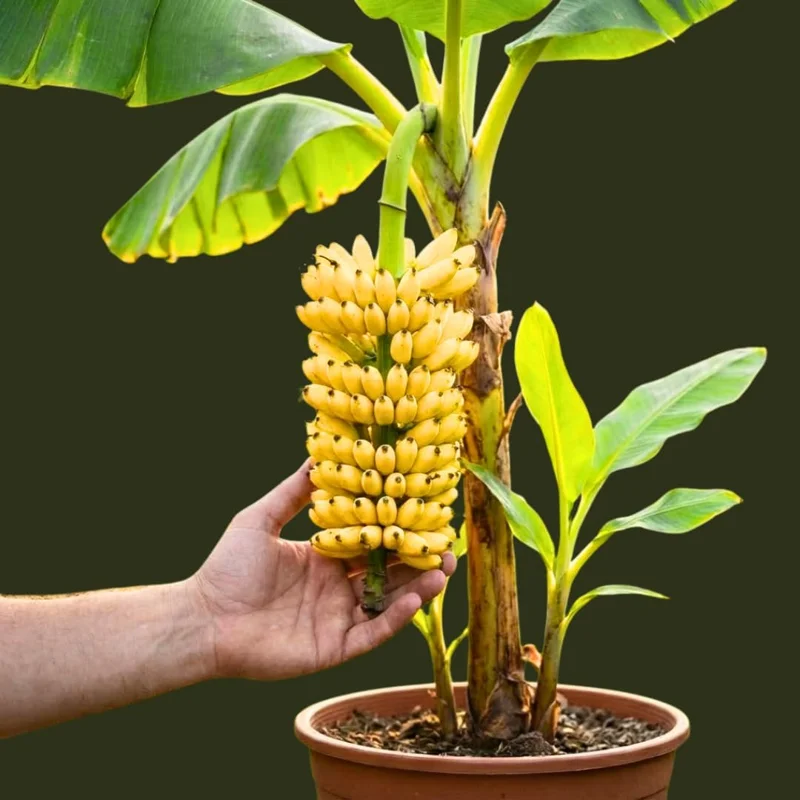 Zebrina Banana Live Plant - Cold Hardy Musa, 4-7" Tall for Indoor/Outdoor - Image 9