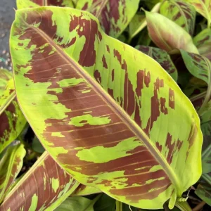 Zebrina Banana Plant Live – Cold Hardy Musa Plant – 4-7 inch Tall – Indoor/Outdoor - Image 5