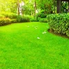Zoysia Grass Seeds - 60000 Count for Lush Lawn, Drought-Tolerant, Zones 6-11 - Image 1