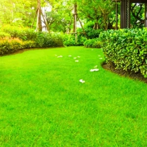 Zoysia Grass Seeds - 60000 Count for Lush Lawn, Drought-Tolerant, Zones 6-11 - Image 6