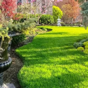 Zoysia Grass Seeds - Approx. 40,000 Seeds for Lush Lawn - Image 2