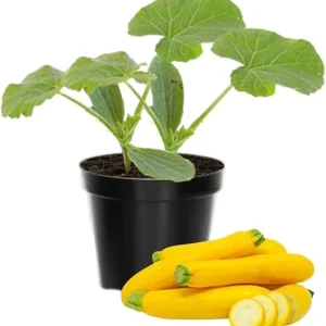 Zucchini & Yellow Squash Plants Live – 3 Pack Seedlings in 4 Inch Pots - Image 6