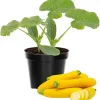 Zucchini & Yellow Squash Plants Live – 3 Pack Seedlings in 4 Inch Pots - Image 1