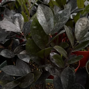 ZZ Plant Black Raven Live Plant – Zamioculcas Zamiifolia – 6 inch Pot – Indoor - Image 2