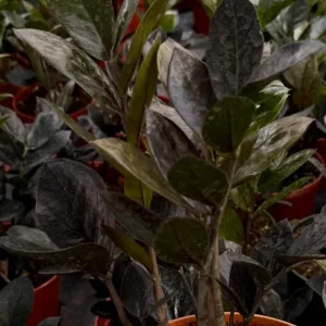 ZZ Plant Black Raven Live Plant – Zamioculcas Zamiifolia – 6 inch Pot – Indoor - Image 3