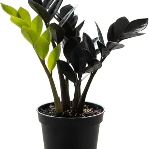 ZZ Plant Live Plant – 3 Inch Pot – Low Maintenance Indoor Houseplant - Image 1