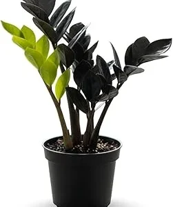 ZZ Plant Live Plant – 3 Inch Pot – Low Maintenance Indoor Houseplant - Image 4